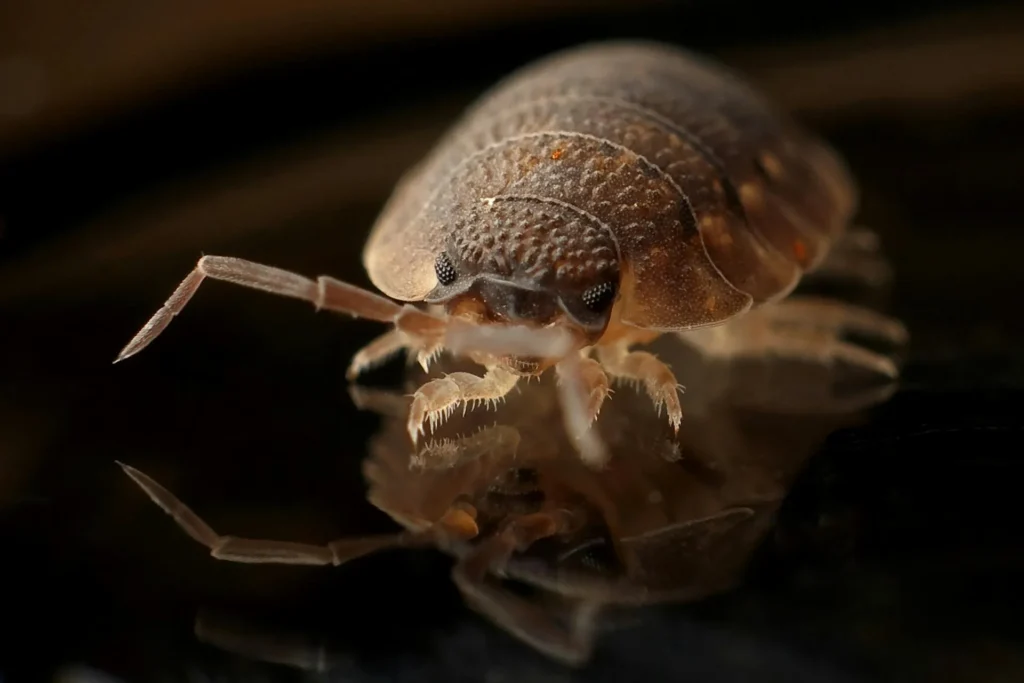 Bed-Bug-Treatment - New City Pest Control Pros | New City, NY | 845-390-2322